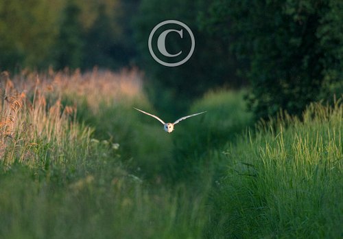 Barn Owl in Flight DM1752